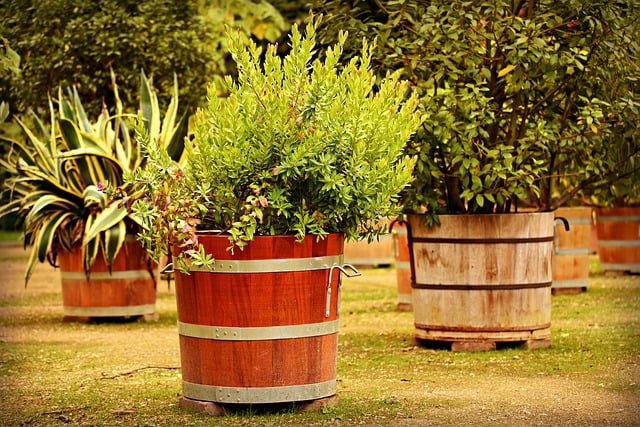 tub plants